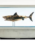 Jaws Maquette 1/18 Bronzo 60 cm - Elite Creature Collectibles