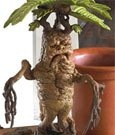 Harry Potter Statua Mandrake 13 cm - Collezionabile Noble Collection