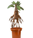 Harry Potter Mandragola Interattiva Peluche 30 cm - Noble Collection