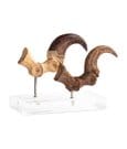 Jurassic Park Statua Velociraptor Artiglio del Piede e Artiglio Fossile Elite Creature Collectibles 20 cm