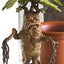 Harry Potter Statua Mandrake 13 cm - Collezionabile Noble Collection