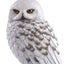 Harry Potter Statua Hedwig 24 cm - Noble Collection