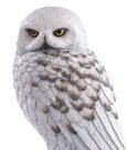 Harry Potter Statua Hedwig 24 cm - Noble Collection