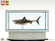 Jaws Maquette 1/18 Bronzo 60 cm - Elite Creature Collectibles