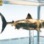 Jaws Maquette 1/18 Bronzo 60 cm - Elite Creature Collectibles