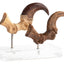 Jurassic Park Statua Velociraptor Artiglio del Piede e Artiglio Fossile Elite Creature Collectibles 20 cm