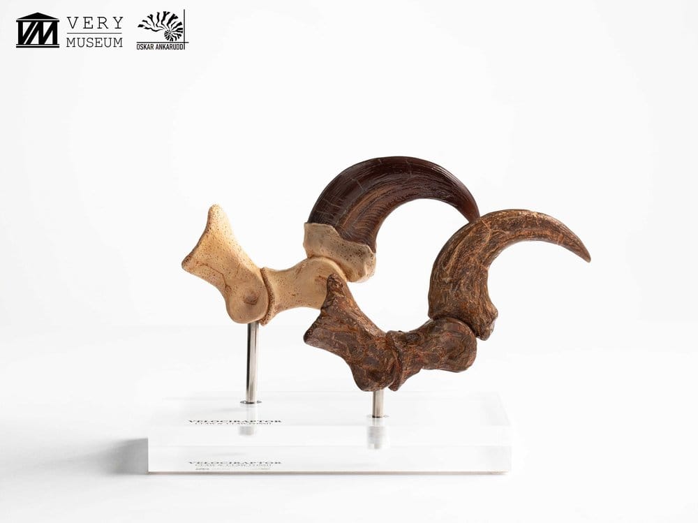 Jurassic Park Statua Velociraptor Artiglio del Piede e Artiglio Fossile Elite Creature Collectibles 20 cm