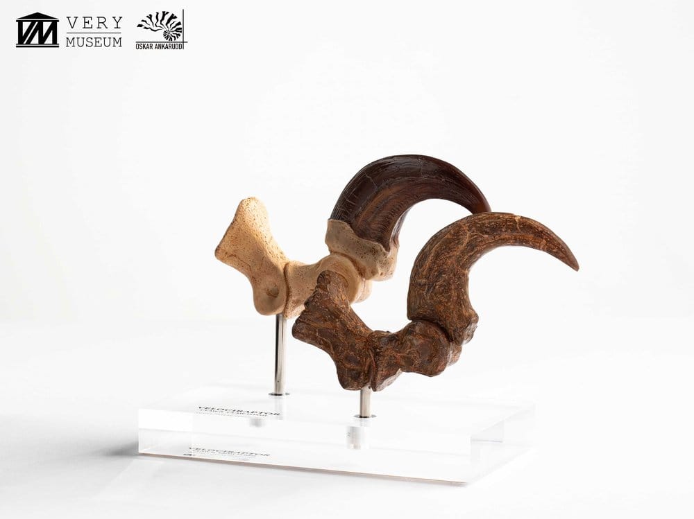 Jurassic Park Statua Velociraptor Artiglio del Piede e Artiglio Fossile Elite Creature Collectibles 20 cm
