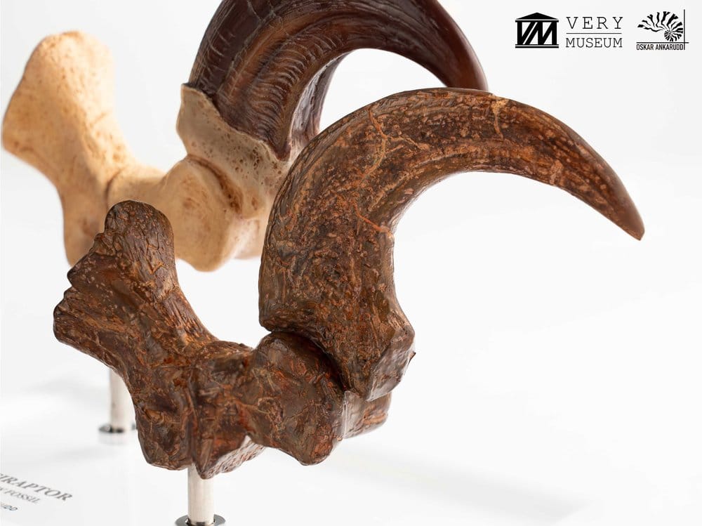 Jurassic Park Statua Velociraptor Artiglio del Piede e Artiglio Fossile Elite Creature Collectibles 20 cm