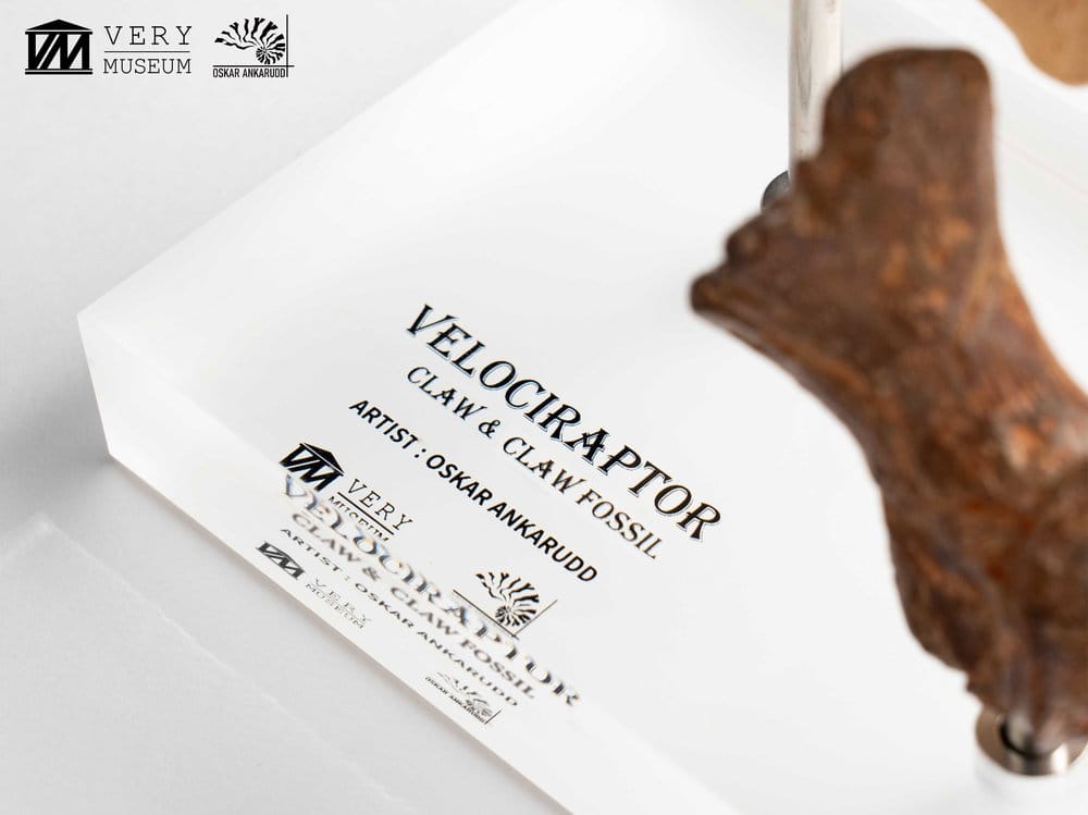 Jurassic Park Statua Velociraptor Artiglio del Piede e Artiglio Fossile Elite Creature Collectibles 20 cm