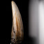 Jurassic Park III Replica 1/1 Dente di Spinosaurus 14 cm Elite Creature Collectibles