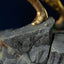 Statua Saint Seiya Capricorn Shura Art Scale 1/10 Iron Studios 25 cm