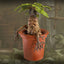 Harry Potter Statua Mandrake 13 cm - Collezionabile Noble Collection