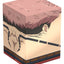 Squaroes Squaroe Jujutsu Kaisen JK009 - Ryomen Sukuna - Deck Box per Carte
