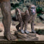 Statua in Vinile Morbido Bubo il Gufo Meccanico Troglodyte Deluxe Version 30 cm Star Ace Toys