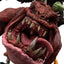 Statua Boingrot Bounder Warhammer: Age of Sigmar Weta Workshop scala 1:10, 17 cm