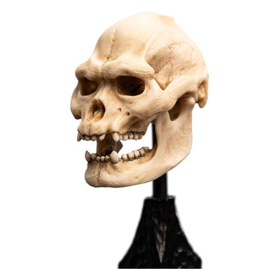 Mini Statua Teschio di Lurtz 14 cm – Il Signore degli Anelli – Weta Workshop
